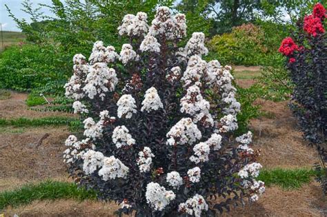 The Role of Moonlight Magic Crape Myrtle in Ecosystem Conservation and Biodiversity